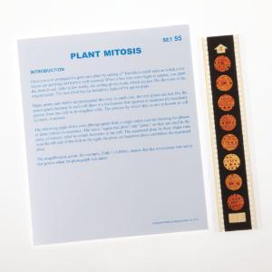 Plant Mitosis Microslide, Set