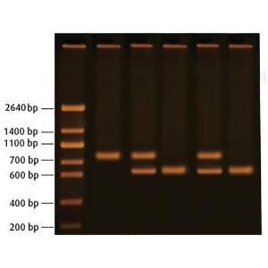 Detect huntington’s disease by PCR