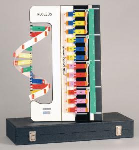 DNA-RNA-Protein Synthesis Model