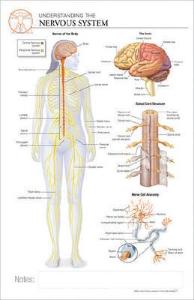 Nervous system bundle