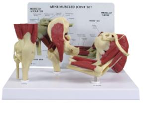 Mini anatomy set