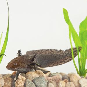 Ward's® Live Mexican Axolotl (<i>Ambystoma mexicanum</i>)