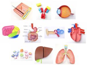 Anatomy paper modeling