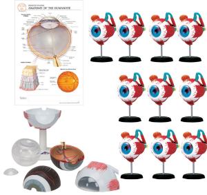 Eye models classroom bundle