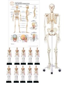 Skeleton models classroom bundle