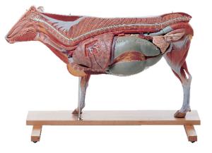 Somso® Anatomical Cow Model