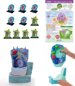 Cell models classroom bundle