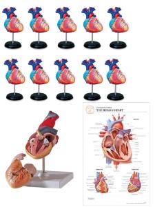 Heart models classroom bundle