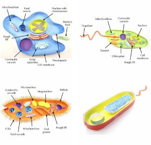 Microorganisms paper modeling