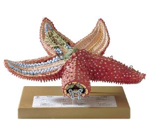 Somso® Comprehensive Starfish Model