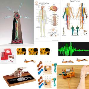 Nervous system bundle