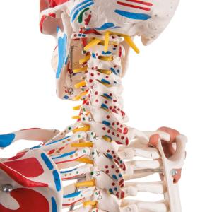 Flexible Ligamentary Painted Skeleton - Ring Mount