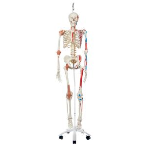 Flexible Ligamentary Painted Skeleton - Ring Mount