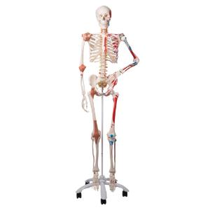 Flexible Ligamentary Painted Skeleton - Rod Mount