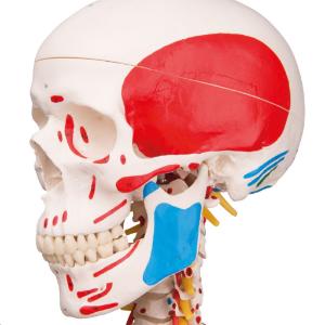 Flexible Ligamentary Painted Skeleton - Rod Mount
