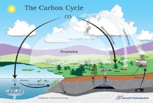Carbon Cycle Poster