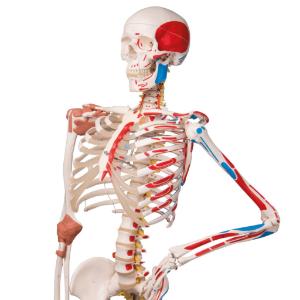 Flexible Ligamentary Painted Skeleton - Rod Mount