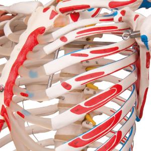 Flexible Ligamentary Painted Skeleton - Rod Mount