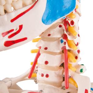 Flexible Ligamentary Painted Skeleton - Rod Mount