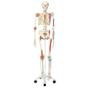 Flexible Ligamentary Painted Skeleton - Rod Mount