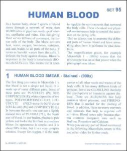 Human blood