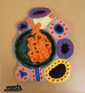 Ward's® Glomerulus and Sections of Tubules Model