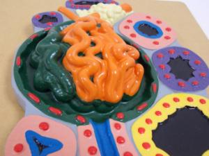 Ward's® Glomerulus and Sections of Tubules Model