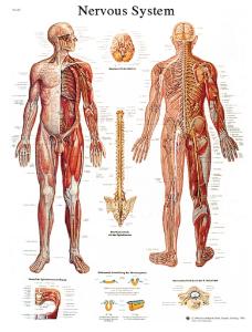 3B Scientific® Nervous System Chart