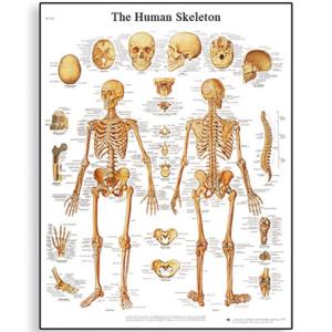 3B Scientific® Skeleton Chart