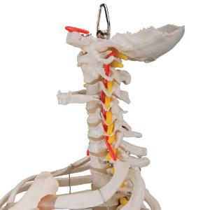 Flexible Spine with Ribs And Femur Heads