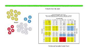 Science Take-Out® From DNA To Protein; Structure And Function