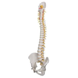 Deluxe Flexible Spine