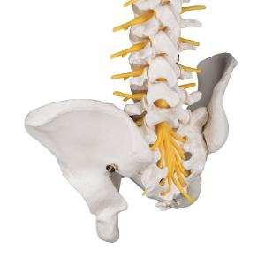 Deluxe Flexible Spine