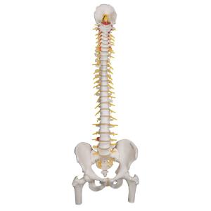 Flexible Spine with Femur Heads