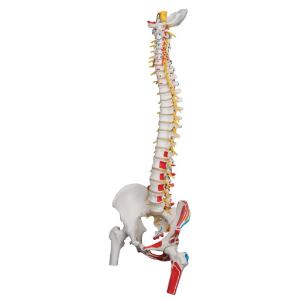 Painted Flexible Spine with Femur Heads