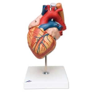 3B Scientific® Heart With Esophagus And Trachea