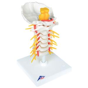 Cervical Spinal Column