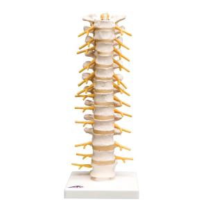 Thoracic Spinal Column