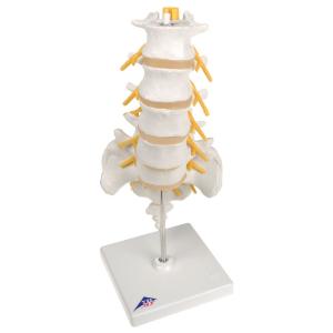 Lumbar Spinal Column