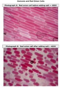 Science Take-Out® Cell Membranes: Diffusion And Osmosis