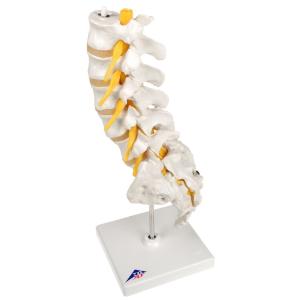 Lumbar Spinal Column