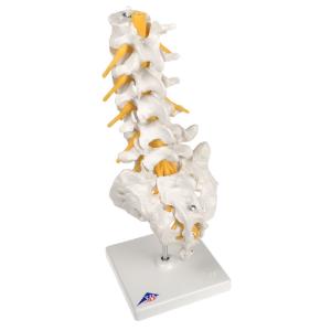 Lumbar Spinal Column