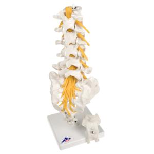 Lumbar Spinal Column