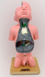 Ward's® Male Infant Endocrine System Model