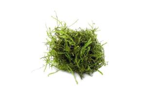 Java moss portion cup