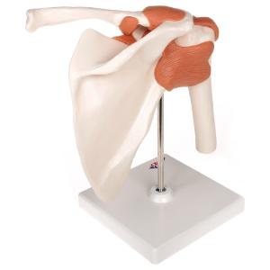 Functional Shoulder Joint