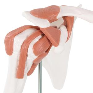 Functional Shoulder Joint