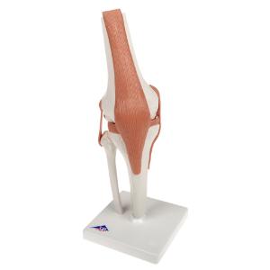 Functional Knee Joint