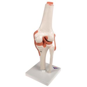 Functional Knee Joint