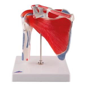 Shoulder Joint with Rotator Cuff